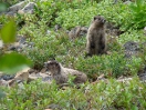 54-Juli- Hoary Marmots - Salmon Glacier Hyder